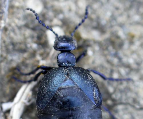 Meloe autumnalis
